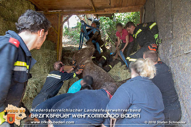 20160726 Pferd über steile Böschung in Baden abgestürzt  Foto: © Stefan Schneider