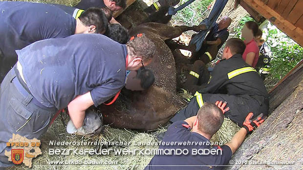 20160726 Pferd über steile Böschung in Baden abgestürzt  Foto: © Stefan Schneider