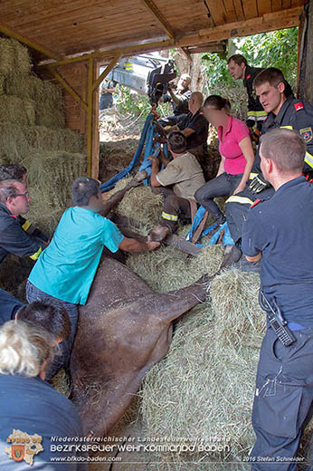 20160726 Pferd über steile Böschung in Baden abgestürzt  Foto: © Stefan Schneider