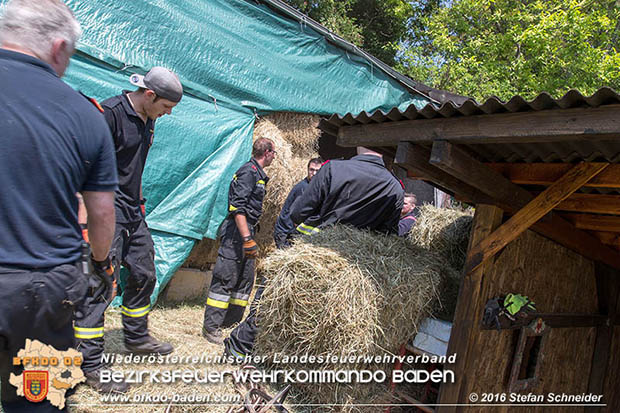 20160726 Pferd über steile Böschung in Baden abgestürzt  Foto: © Stefan Schneider