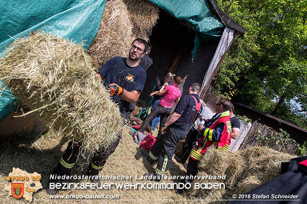 20160726 Pferd über steile Böschung in Baden abgestürzt  Foto: © Stefan Schneider