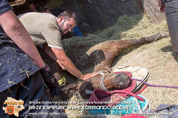 20160726 Pferd über steile Böschung in Baden abgestürzt  Foto: © Stefan Schneider