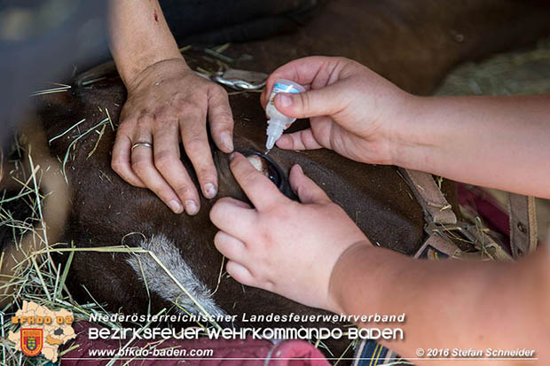 20160726 Pferd über steile Böschung in Baden abgestürzt  Foto: © Stefan Schneider