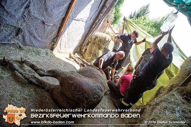 20160726 Pferd über steile Böschung in Baden abgestürzt  Foto: © Stefan Schneider
