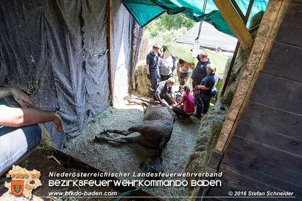 20160726 Pferd über steile Böschung in Baden abgestürzt  Foto: © Stefan Schneider