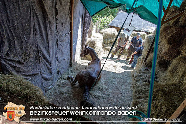 20160726 Pferd über steile Böschung in Baden abgestürzt  Foto: © Stefan Schneider