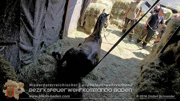 20160726 Pferd über steile Böschung in Baden abgestürzt  Foto: © Stefan Schneider