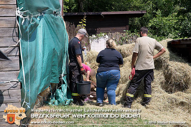 20160726 Pferd über steile Böschung in Baden abgestürzt  Foto: © Stefan Schneider