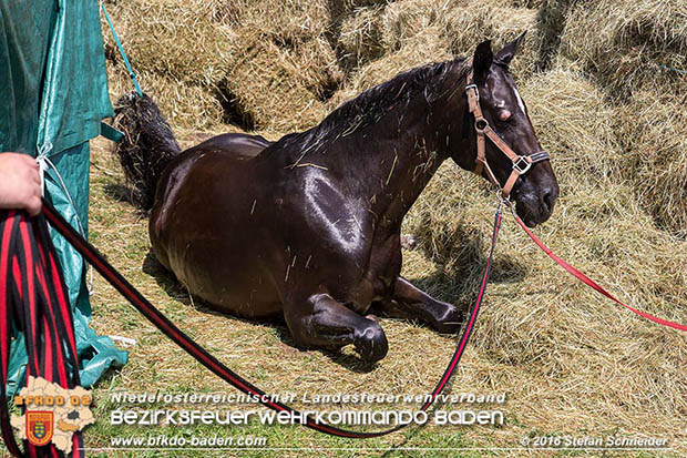 20160726 Pferd über steile Böschung in Baden abgestürzt  Foto: © Stefan Schneider