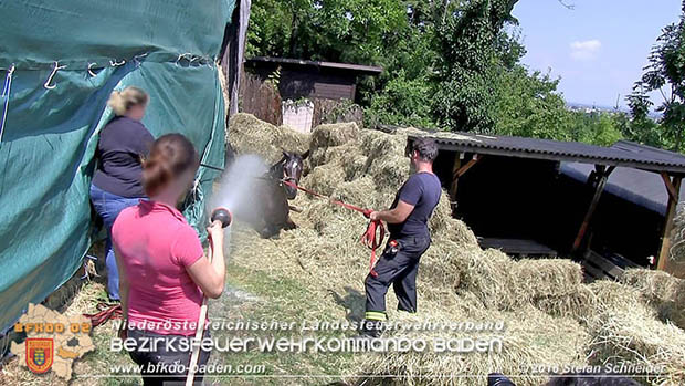 20160726 Pferd über steile Böschung in Baden abgestürzt  Foto: © Stefan Schneider