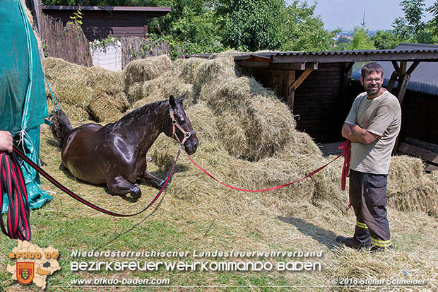 20160726 Pferd über steile Böschung in Baden abgestürzt  Foto: © Stefan Schneider