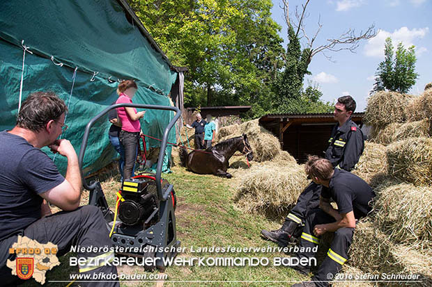 20160726 Pferd über steile Böschung in Baden abgestürzt  Foto: © Stefan Schneider