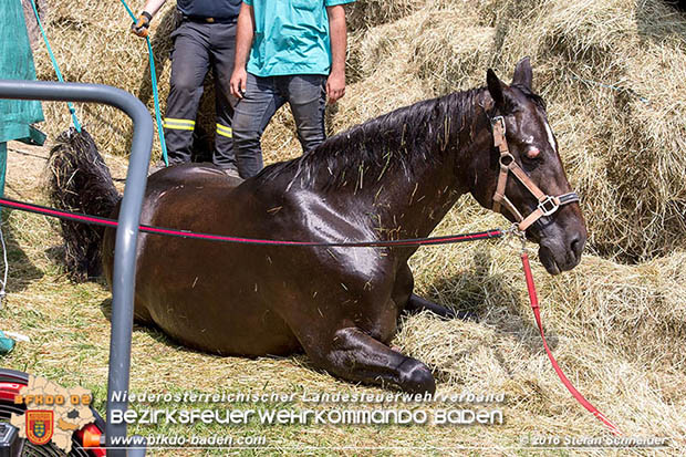 20160726 Pferd über steile Böschung in Baden abgestürzt  Foto: © Stefan Schneider