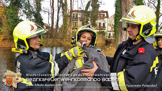 20161120 Feuerwehr rettet verletzte Höckergans aus dem Schlossteich Pottendof Foto: © FF Pottendorf 20161120 Feuerwehr rettet verletzte Höckergans aus dem Schlossteich Pottendof Foto: © FF Pottendorf