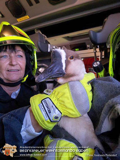 20161120 Feuerwehr rettet verletzte Höckergans aus dem Schlossteich Pottendof Foto: © FF Pottendorf 20161120 Feuerwehr rettet verletzte Höckergans aus dem Schlossteich Pottendof Foto: © FF Pottendorf