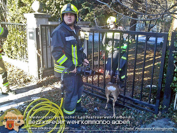 20170107 Befreiung eines Rehes aus einem Einfahrtstor in Kottingbrunn  Foto: © Martin Rehpennig FF Kottingbrunn