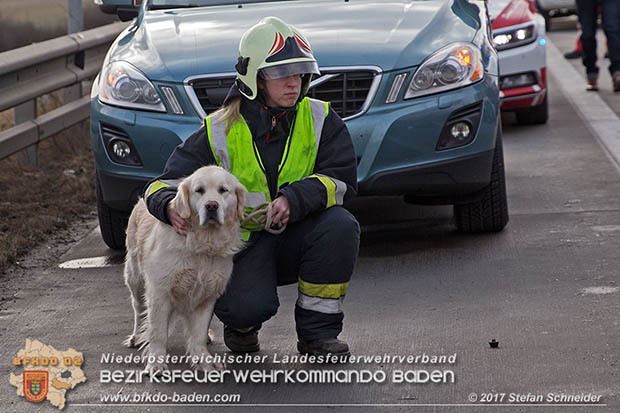 20170115 Schwerer Verkehrsunfall mit eingeklemmter Person A2 Süd-Autobahn bei Guntramsdorf Foto: © Stefan Schneider 20170115 Schwerer Verkehrsunfall mit eingeklemmter Person A2 Süd-Autobahn bei Guntramsdorf Foto: © Stefan Schneider
