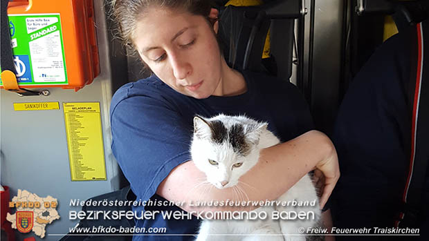 20170403 Feuerwehr rettet einen in Not geratenen "Stubentieger"  Foto: © FF Traiskirche-Stadt