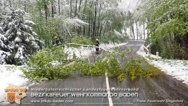 20170419 mehrere umgestürzte Bäume im Rosental auf der L2099 zwischen Siegenfeld und der LB210 Helenental Foto: © FF Siegenfeld 20170419 mehrere umgestürzte Bäume im Rosental auf der L2099 zwischen Siegenfeld und der LB210 Helenental Foto: © FF Siegenfeld