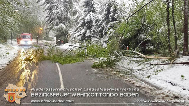 20170419 mehrere umgestürzte Bäume im Rosental auf der L2099 zwischen Siegenfeld und der LB210 Helenental Foto: © FF Siegenfeld 20170419 mehrere umgestürzte Bäume im Rosental auf der L2099 zwischen Siegenfeld und der LB210 Helenental Foto: © FF Siegenfeld