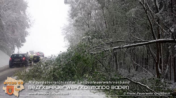 20170419 mehrere umgestürzte Bäume auf der LB210 im Helenental - Foto: © FF Groisbach