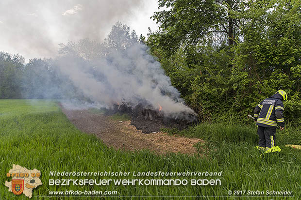 20170507 Brand mehrerer Strohballen direkt neben Windschutzgürtel in Tribuswinkel  Foto: © Stefan Schneider