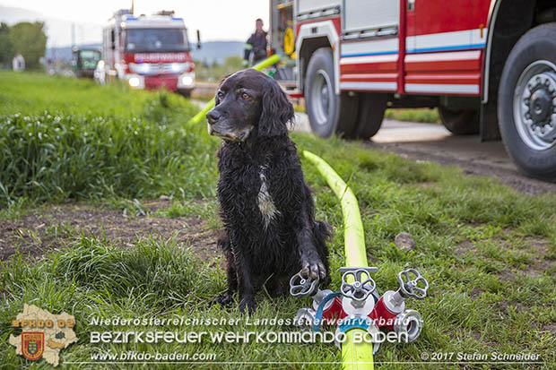 20170507 Brand mehrerer Strohballen direkt neben Windschutzguertel in Tribuswinkel  Foto: © Stefan Schneider