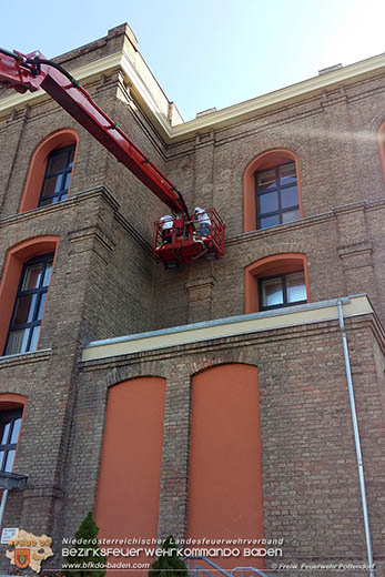 20170512 Bienenvölker halten die Feuerwehr Pottendorf auf Trab  Foto: © FF Pottendorf