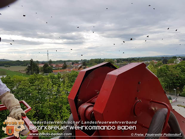 20170512 Bienenvölker halten die Feuerwehr Pottendorf auf Trab Foto: © FF Pottendorf 20170512 Bienenvölker halten die Feuerwehr Pottendorf auf Trab Foto: © FF Pottendorf