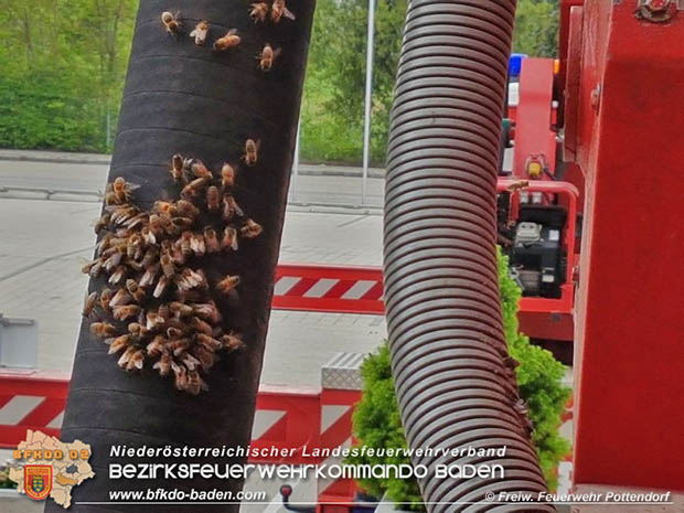 20170512 Bienenvölker halten die Feuerwehr Pottendorf auf Trab Foto: © FF Pottendorf 20170512 Bienenvölker halten die Feuerwehr Pottendorf auf Trab Foto: © FF Pottendorf