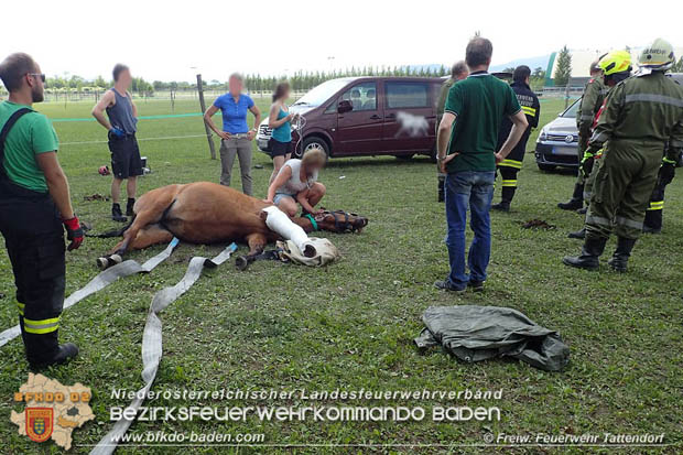 20170603 Feuerwehr unterstuetzt Tieraerztin bei einem verletzten Pferd  Foto: © FF Tattendorf