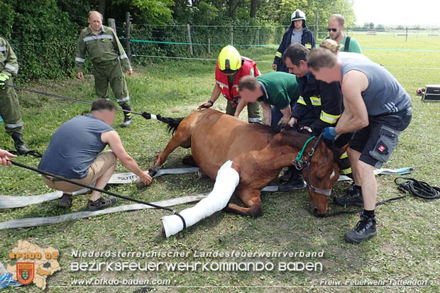 20170603 Feuerwehr unterstuetzt Tieraerztin bei einem verletzten Pferd  Foto: © FF Tattendorf