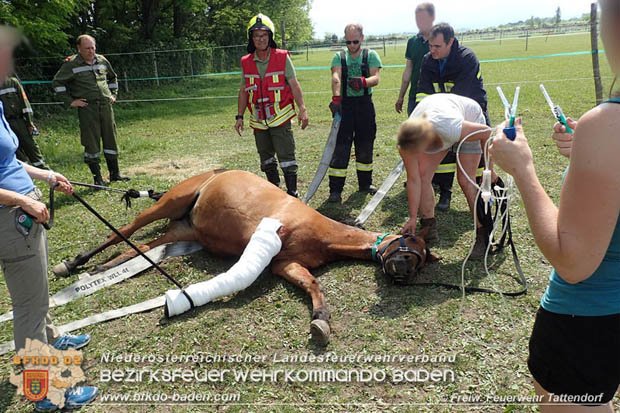 20170603 Feuerwehr unterstuetzt Tieraerztin bei einem verletzten Pferd  Foto: © FF Tattendorf