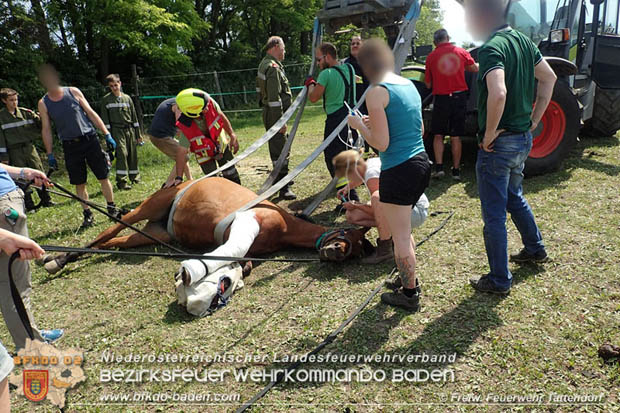 20170603 Feuerwehr unterstuetzt Tieraerztin bei einem verletzten Pferd  Foto: © FF Tattendorf