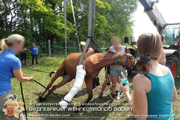 20170603 Feuerwehr unterstuetzt Tieraerztin bei einem verletzten Pferd  Foto: © FF Tattendorf