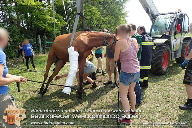 20170603 Feuerwehr unterstuetzt Tieraerztin bei einem verletzten Pferd  Foto: © FF Tattendorf