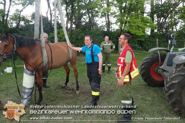 20170603 Feuerwehr unterstuetzt Tieraerztin bei einem verletzten Pferd  Foto: © FF Tattendorf