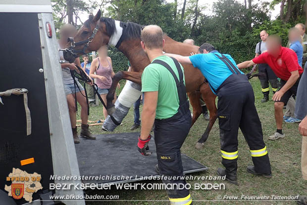 20170603 Feuerwehr unterstuetzt Tieraerztin bei einem verletzten Pferd  Foto: © FF Tattendorf