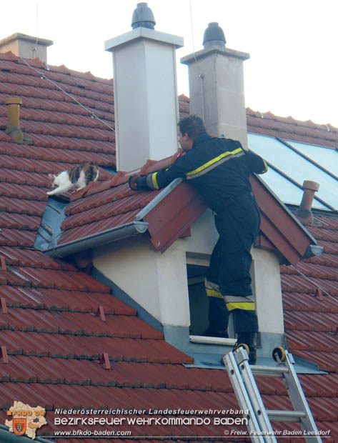 20170627 Katze auf Hausdach in Baden-Leesdorf Foto: © Freiwillige Feuerwehr Baden-Leesdorf 20170627 Katze auf Hausdach in Baden-Leesdorf Foto: © Freiwillige Feuerwehr Baden-Leesdorf