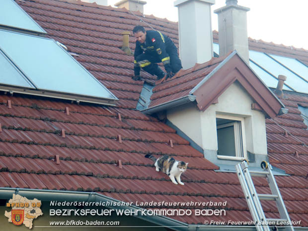 20170627 Katze auf Hausdach in Baden-Leesdorf  Foto: © Freiwillige Feuerwehr Baden-Leesdorf