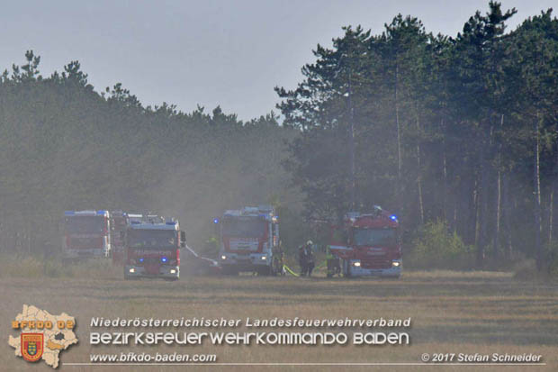 20170808 Flaechenbrand im Foehrenwald bei Haschendorf Grossmittel Bezirk Wr.Neustadt  Foto: © Stefan Schneider BFK Baden
