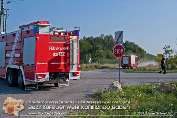 20170808 Flaechenbrand im Foehrenwald bei Haschendorf Grossmittel Bezirk Wr.Neustadt  Foto: © Stefan Schneider BFK Baden