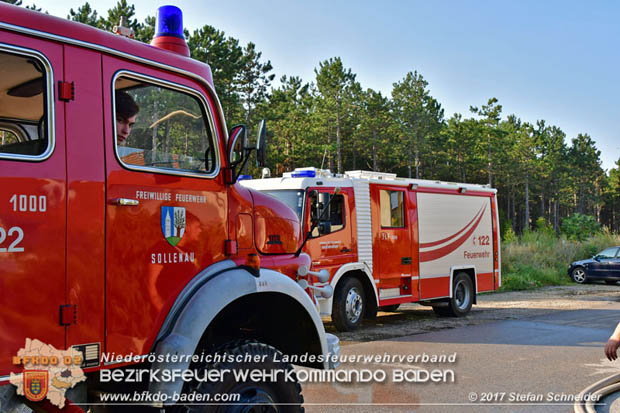20170808 Flaechenbrand im Foehrenwald bei Haschendorf Grossmittel Bezirk Wr.Neustadt  Foto: © Stefan Schneider BFK Baden