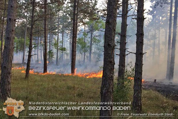 20170808 Flächenbrand im Föhrenwald bei Haschendorf Großmittel Bezirk Wr.Neustadt  Foto: © FF Ebenfurth Stadt