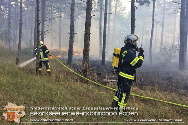 20170808 Flaechenbrand im Foehrenwald bei Haschendorf Grossmittel Bezirk Wr.Neustadt  Foto: © FF Ebenfurth Stadt