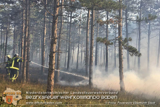 20170808 Flaechenbrand im Foehrenwald bei Haschendorf Grossmittel Bezirk Wr.Neustadt  Foto: © FF Ebenfurth Stadt