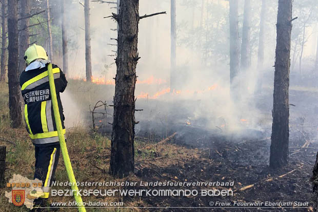 20170808 Flaechenbrand im Foehrenwald bei Haschendorf Grossmittel Bezirk Wr.Neustadt  Foto: © FF Ebenfurth Stadt