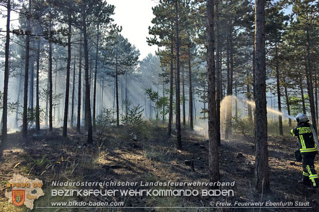 20170808 Flaechenbrand im Foehrenwald bei Haschendorf Grossmittel Bezirk Wr.Neustadt  Foto: © FF Ebenfurth Stadt