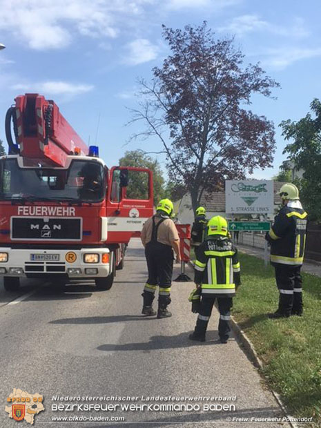 20170824 Tierrettung "Pfau auf Baum" in Pottendorf Foto: © Freiwillige Feuerwehr Pottendorf 20170824 Tierrettung "Pfau auf Baum" in Pottendorf Foto: © Freiwillige Feuerwehr Pottendorf