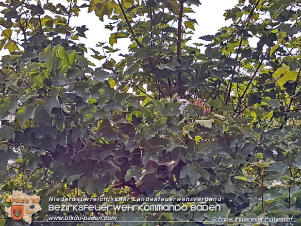 20170824 Tierrettung "Pfau auf Baum" in Pottendorf Foto: © Freiwillige Feuerwehr Pottendorf 20170824 Tierrettung "Pfau auf Baum" in Pottendorf Foto: © Freiwillige Feuerwehr Pottendorf